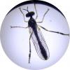 Dioctria sp.